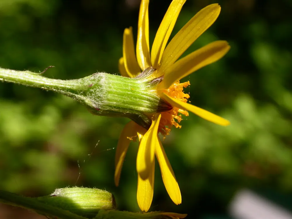 Golden Groundsel (Packera Aurea) — Low maintenance and spreads by rhizomes; reaching heights up to 2 feet.<br><br>When considering its place in, image 63