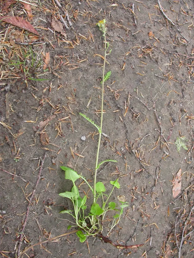 Golden Groundsel (Packera Aurea) — known for its resilience and easy care; thrives in USDA hardiness zones 3 through 8