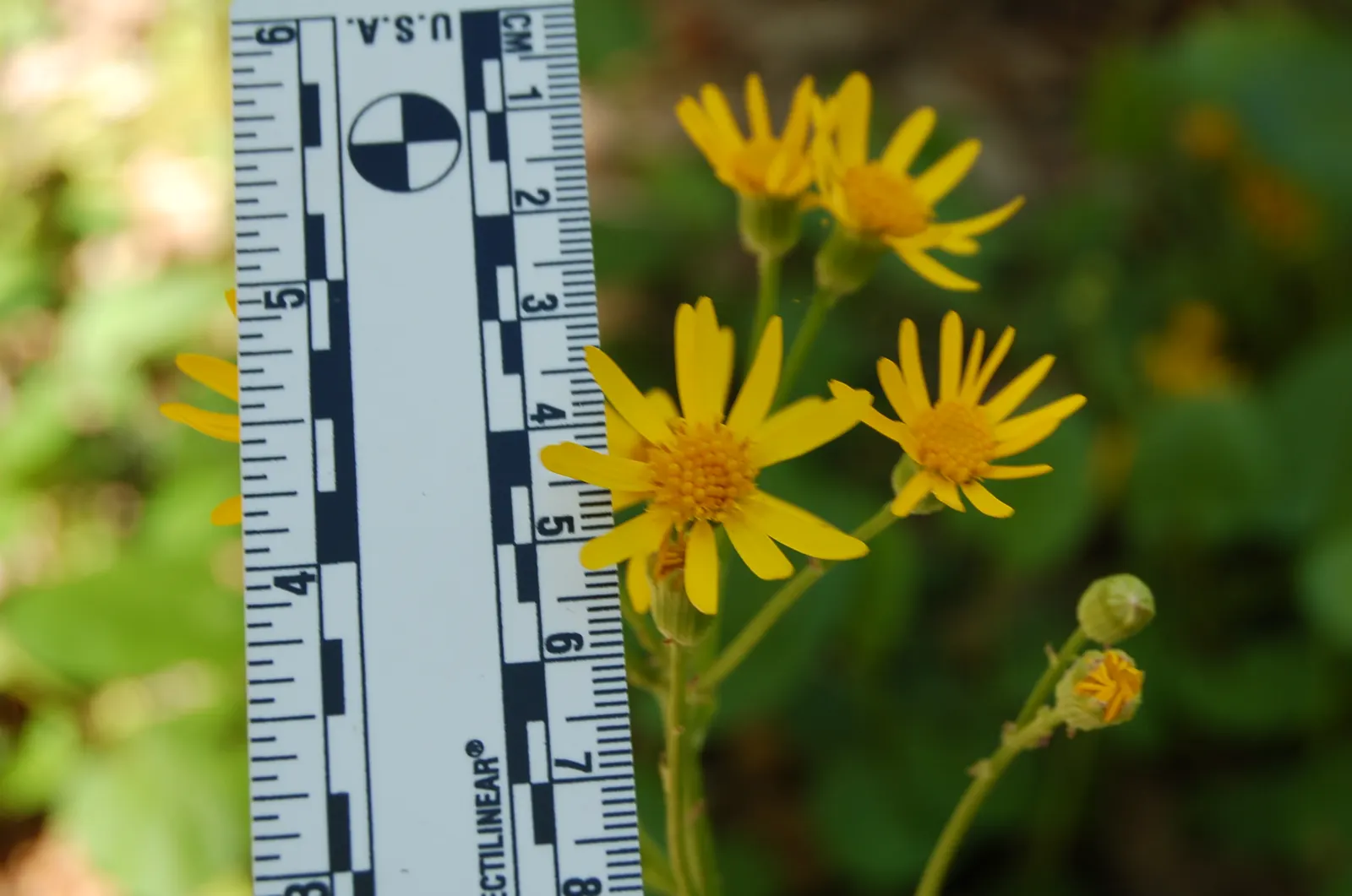 Golden Groundsel (Packera Aurea) — making it an ideal candidate for woodland gardens or shaded borders