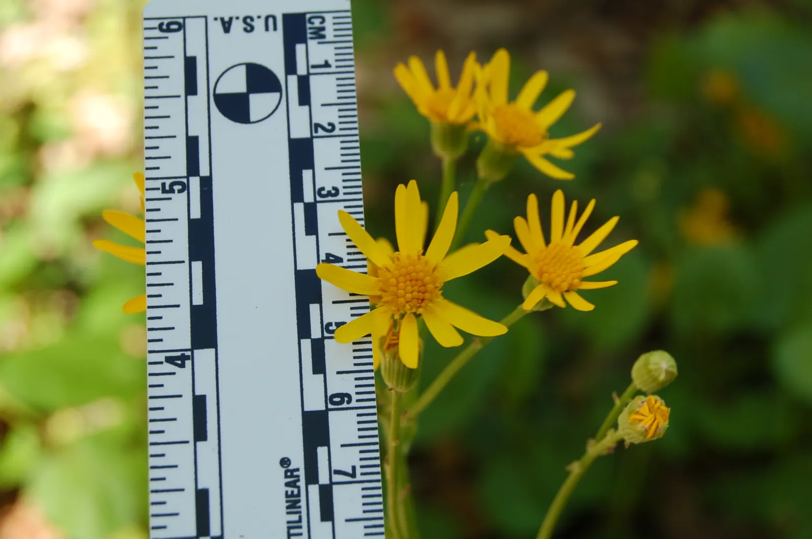 Golden Groundsel (Packera Aurea) — perennial for full