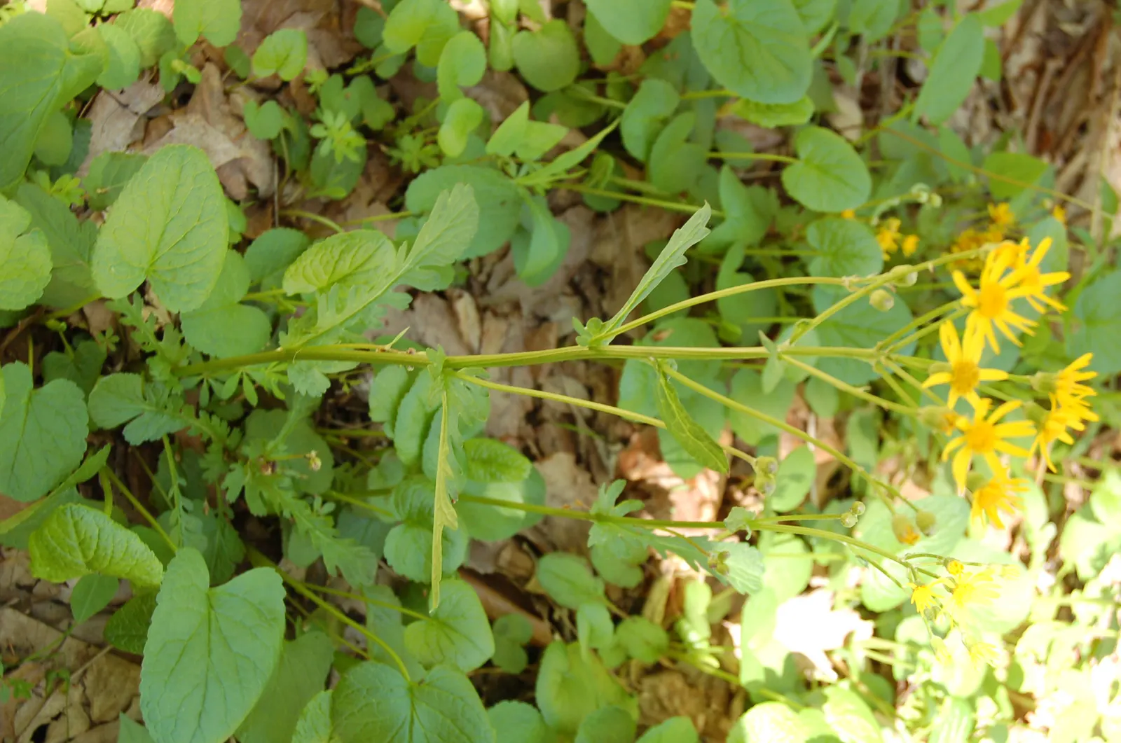 Golden Groundsel (Packera Aurea) — tucked into a shade garden corner
