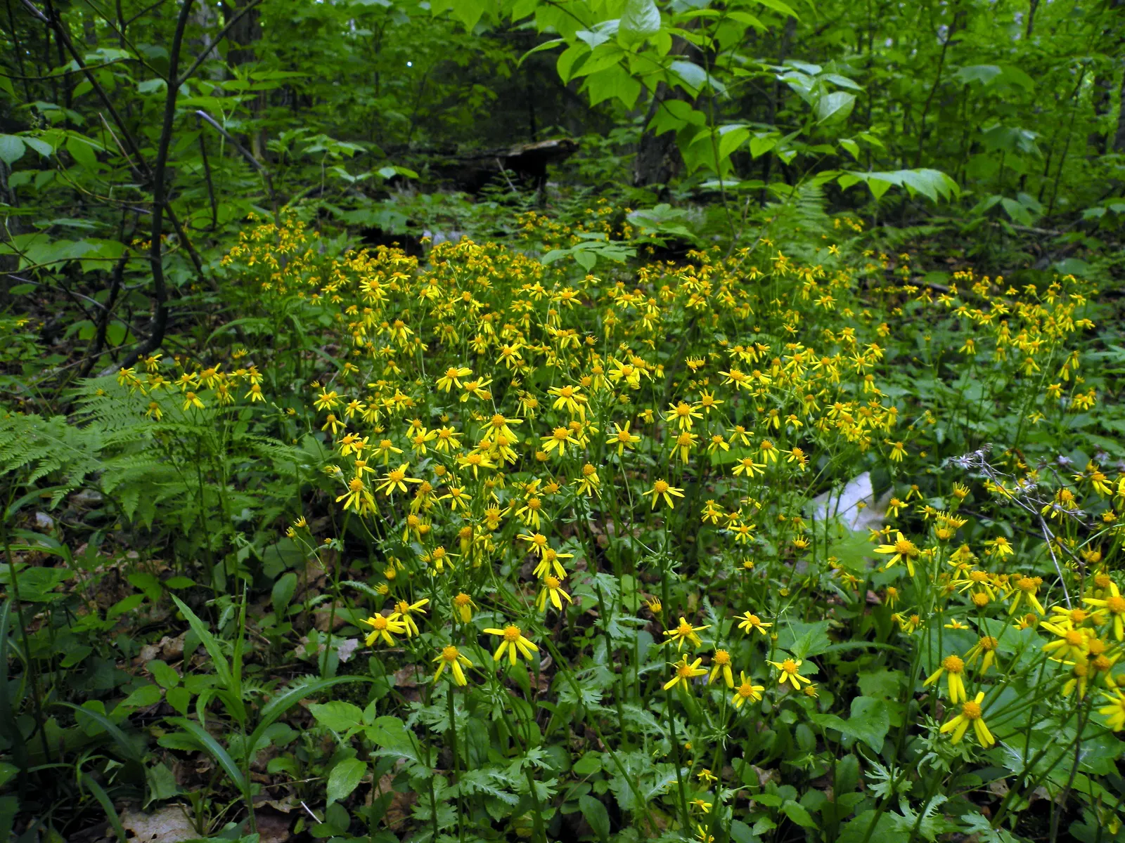 Golden Groundsel (Packera Aurea) — perennial with yellow blooms; reaching heights up to 2 feet.<br><br>When considering its place in your design