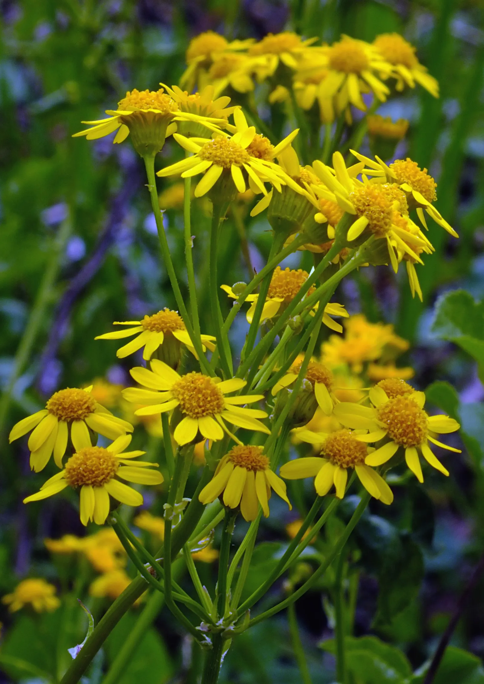Golden Groundsel (Packera Aurea) — This native North American plant
