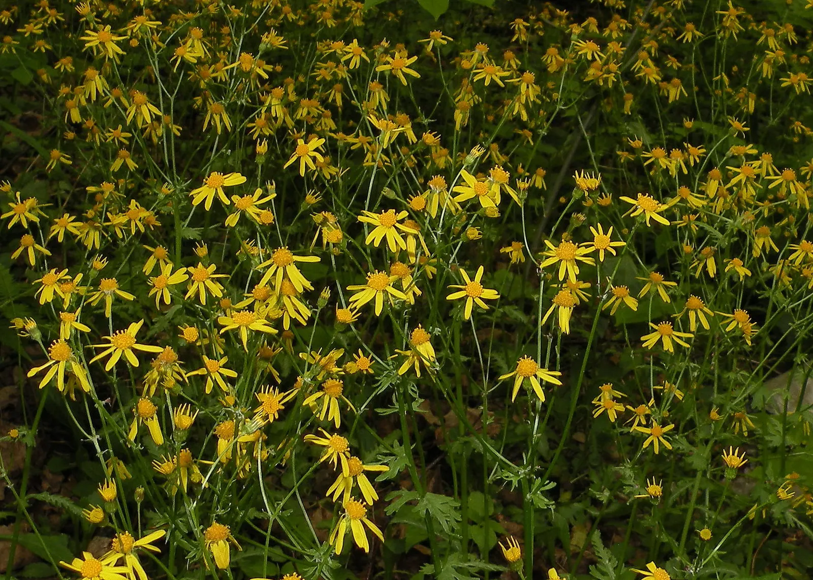 Golden Groundsel (Packera Aurea) — Prefers moist, well-drained soil; packera aurea will a valuable addition to your client's garden sanctuary, image 60