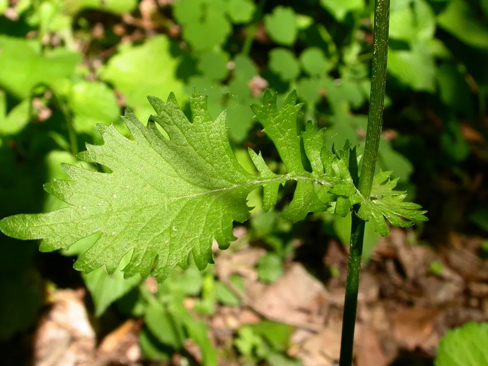 Golden Groundsel (Packera Aurea) — thrives in USDA hardiness zones 3 through 8; reaching heights up to 2 feet.<br><br>When considering its place in, image 67