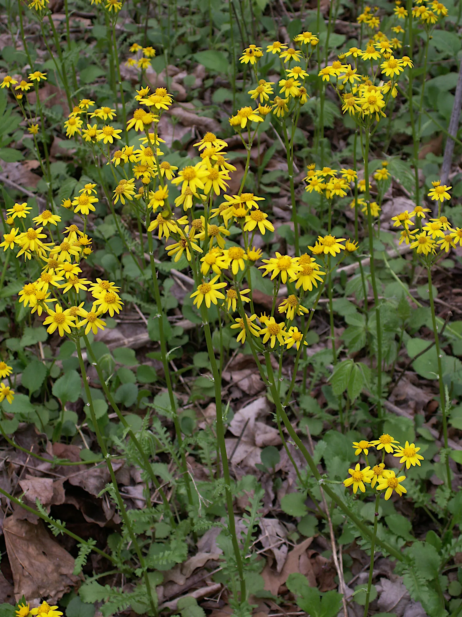 Golden Groundsel (Packera Aurea) — tucked into a shade garden corner; reaching heights up to 2 feet.<br><br>When considering its place in your design