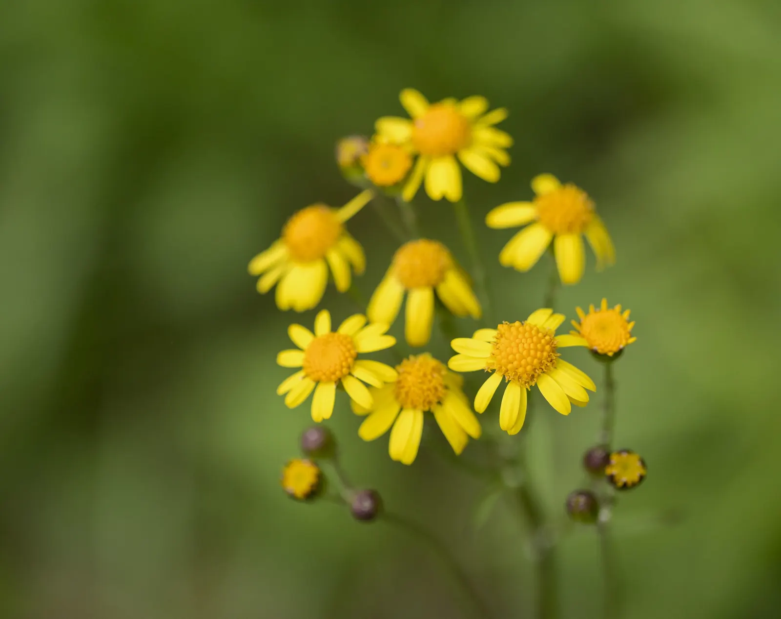 Golden Groundsel (Packera Aurea) — Hardy in zones 3-8, it's excellent for naturalizing and ground cover; prefers moist, well-drained soil, image 61