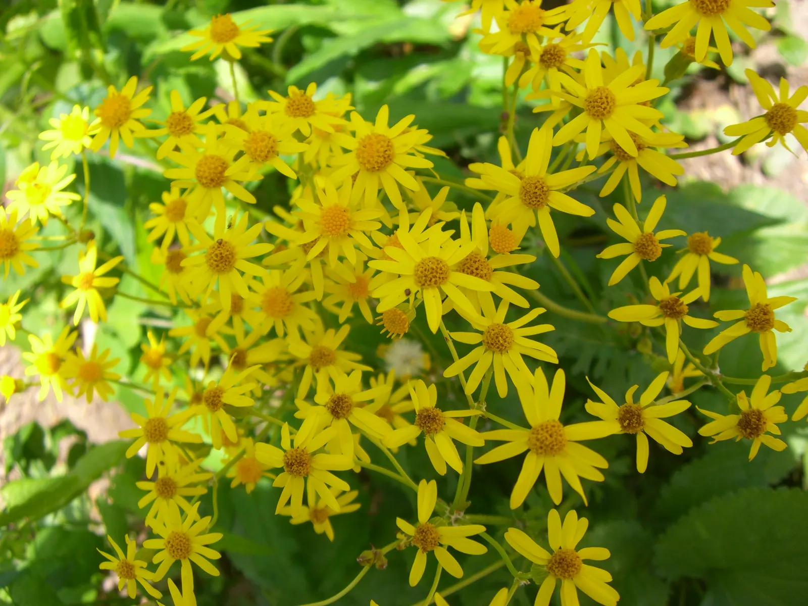 Golden Groundsel (Packera Aurea) — is an enchanting herbaceous perennial that promises to add a burst of sunny color to your landscape design; packera aurea