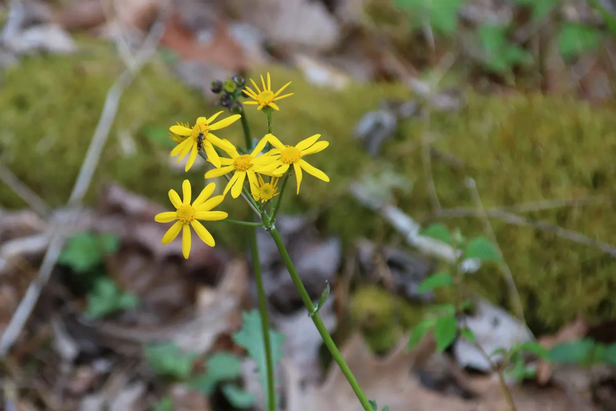 Golden Groundsel (Packera Aurea) — toothed leaves remain an attractive deep green throughout the growing season; prefers moist, well-drained soil