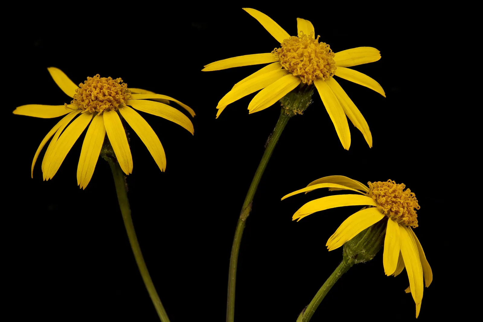 Golden Groundsel (Packera Aurea) — Low maintenance and spreads by rhizomes
