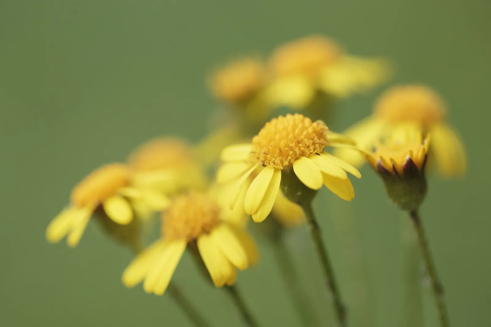 Golden Groundsel (Packera Aurea) — perennial for full; packera aurea will a valuable addition to your client's garden sanctuary