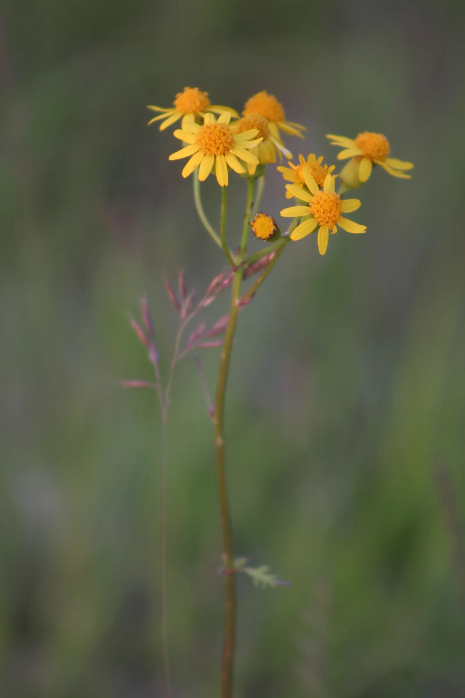 Golden Groundsel (Packera Aurea) — erect stems that rise above the foliage; prefers moist, well-drained soil