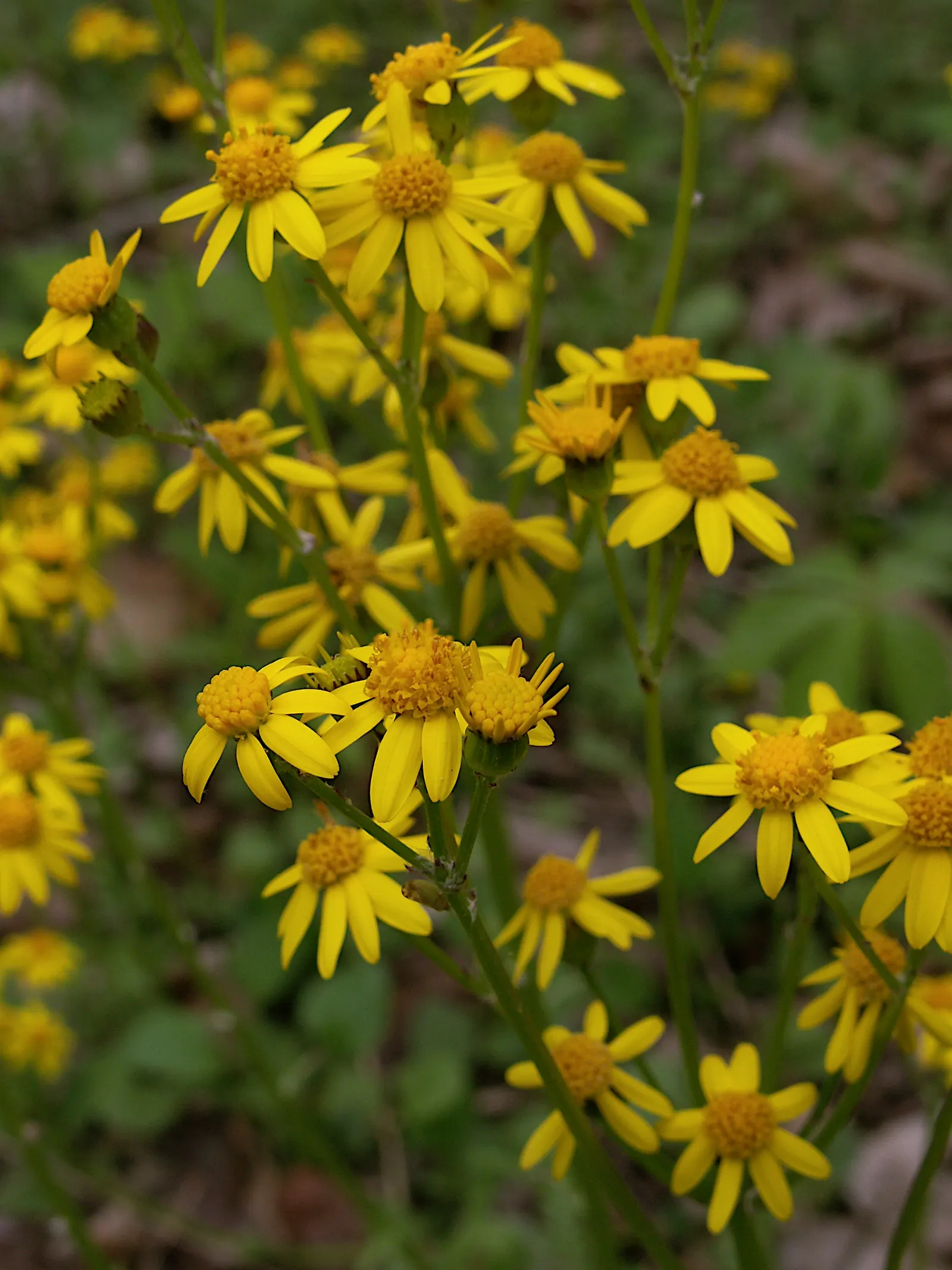 Golden Groundsel (Packera Aurea) — Hardy in zones 3-8, it's excellent for naturalizing and ground cover; prefers moist, well-drained soil
