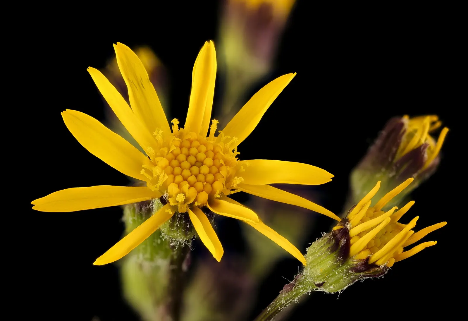 Golden Groundsel (Packera Aurea) — Golden Groundsel (Packera aurea) is a North American native perennial ideal for shade gardens
