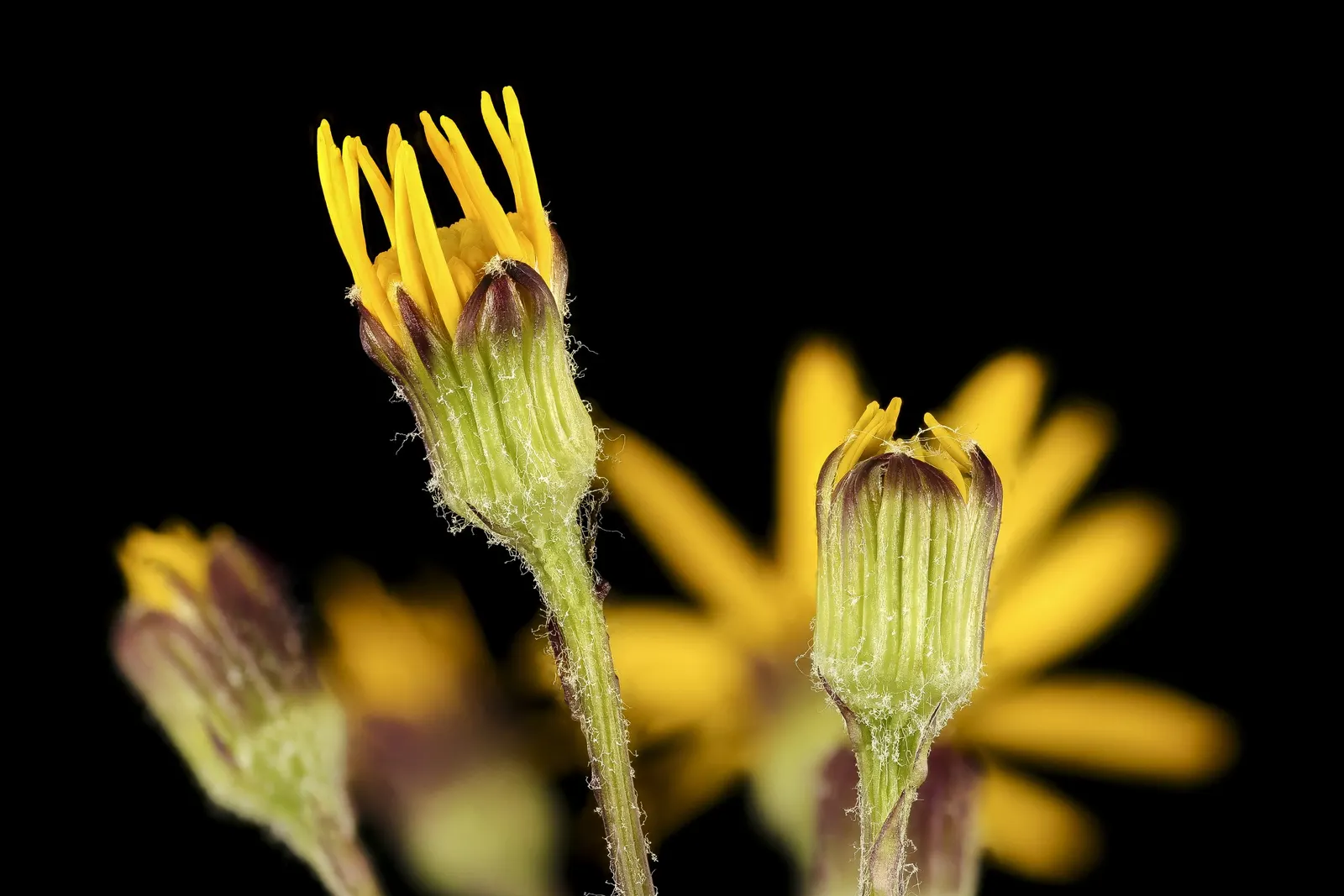 Golden Groundsel (Packera Aurea) — note that Golden Groundsel flourishes in part shade to full shade