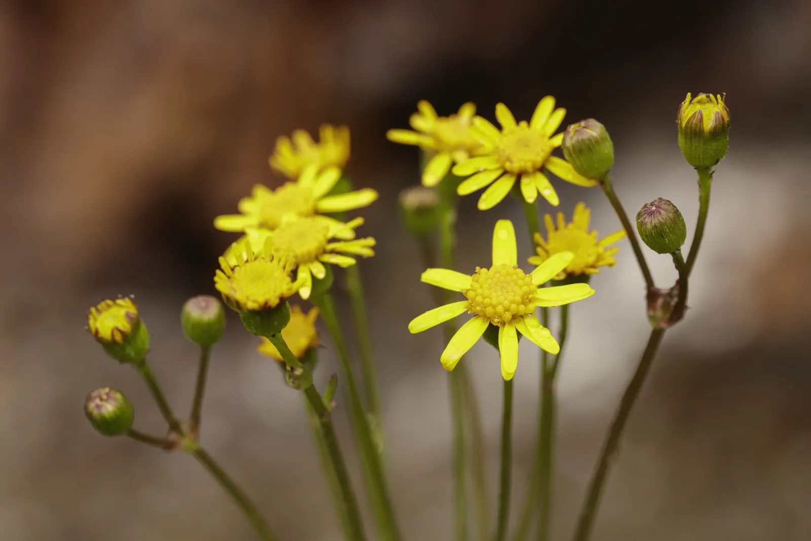 Golden Groundsel (Packera Aurea) — note that Golden Groundsel flourishes in part shade to full shade; reaching heights up to 2 feet.<br><br>When, image 75