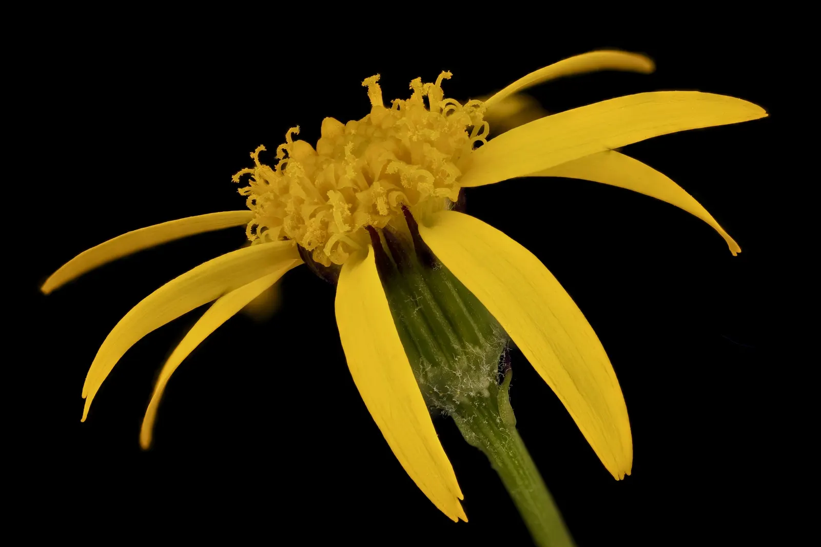 Golden Groundsel (Packera Aurea) — or utilized as a natural groundcover