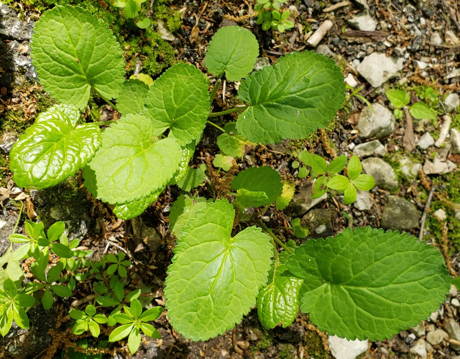 Golden Groundsel (Packera Aurea) — with a clump-forming habit that gently colonizes over time; packera aurea will a valuable addition to your, image 68