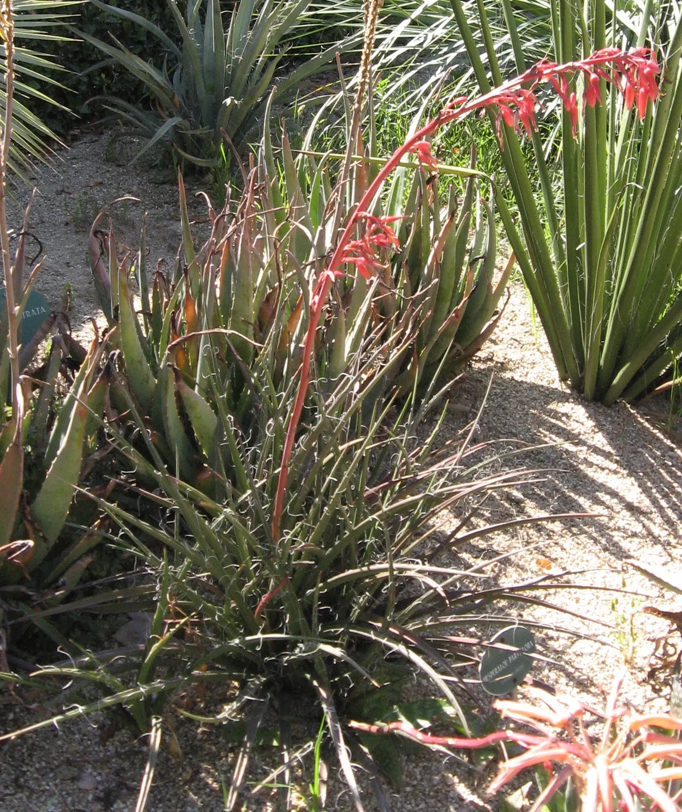 Red Yucca (Hesperaloe Parviflora) — The Red Yucca (Hesperaloe parviflora) is an evergreen perennial, adding year-round interest, image 51