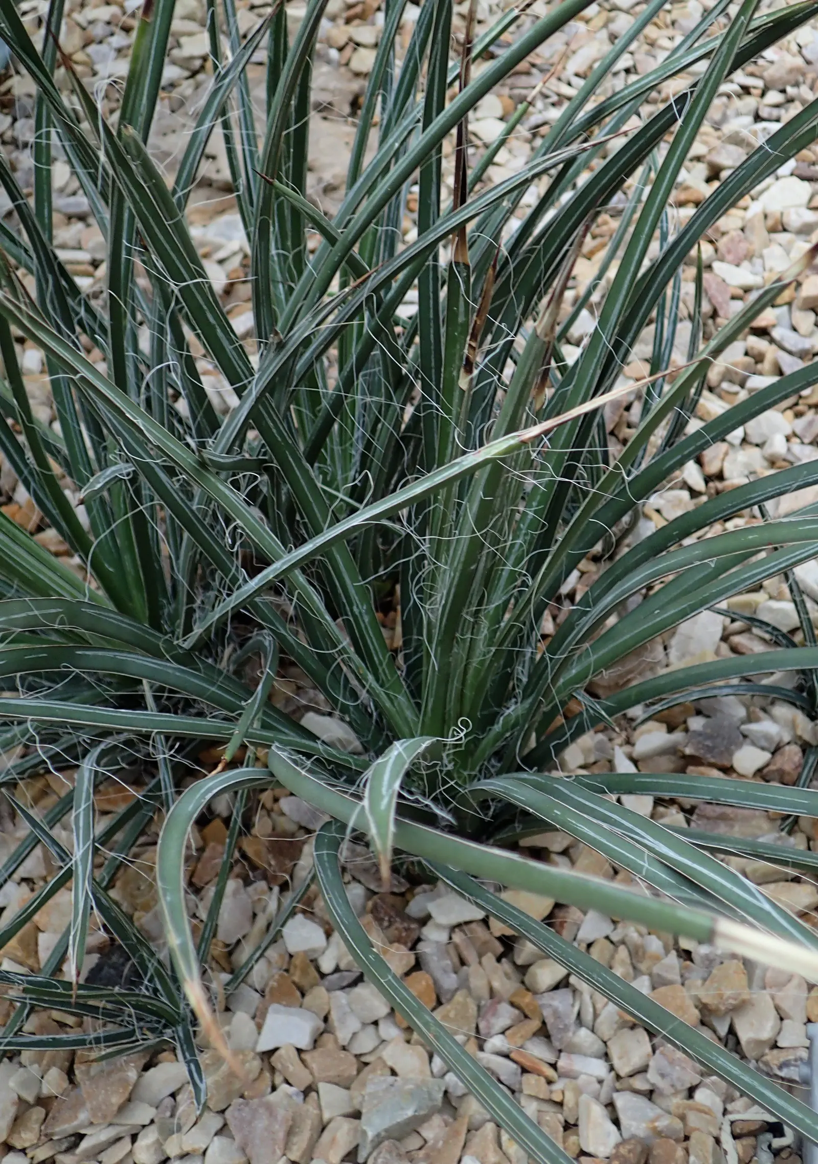 Red Yucca (Hesperaloe Parviflora) — Thrives in full sun and well-drained soils, with a hardiness to -20&deg;F; native to the Chihuahuan desert in Texas and