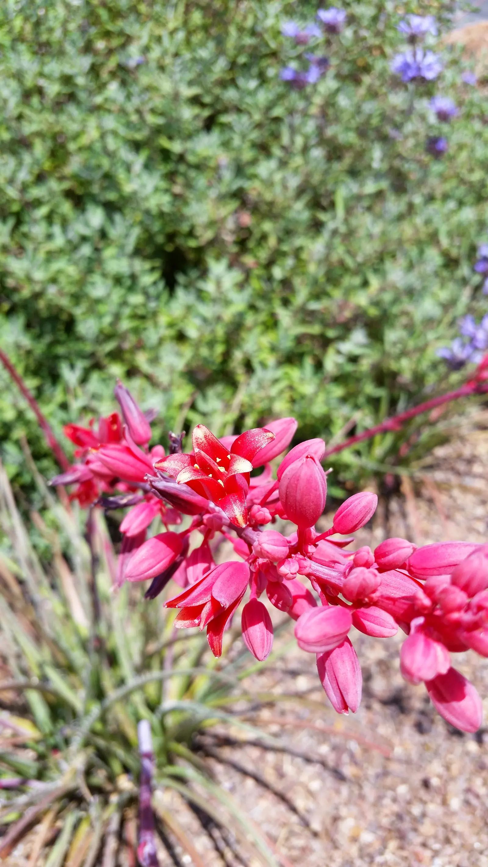Red Yucca (Hesperaloe Parviflora) — attracting hummingbirds and other pollinators to the garden.<br><br>Red Yucca is drought tolerant