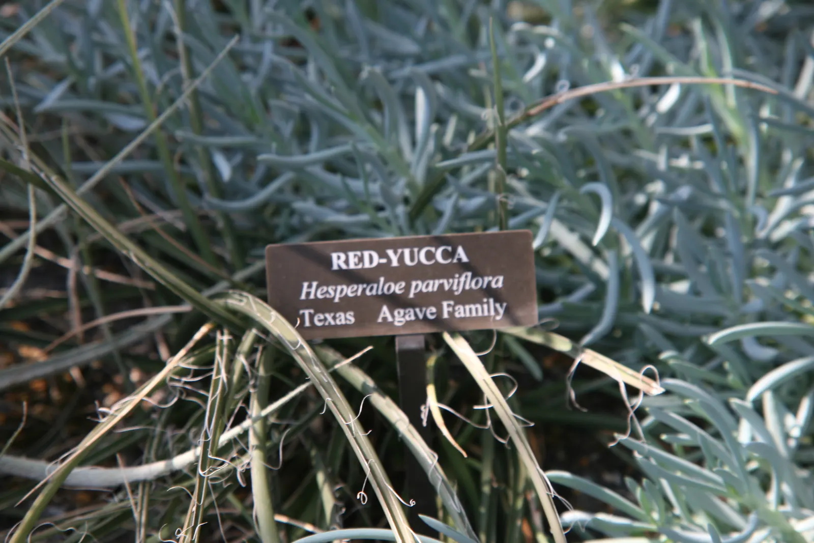Red Yucca (Hesperaloe Parviflora) — These stalks are adorned with tubular, image 38