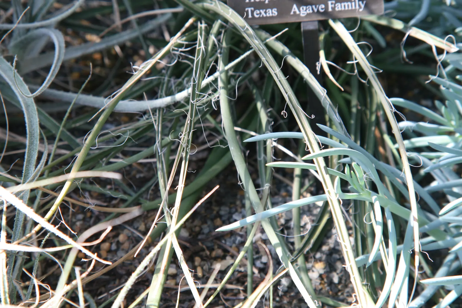 Red Yucca (Hesperaloe Parviflora) — attracting hummingbirds and other pollinators to the garden.<br><br>Red Yucca is drought tolerant; this drought-tolerant