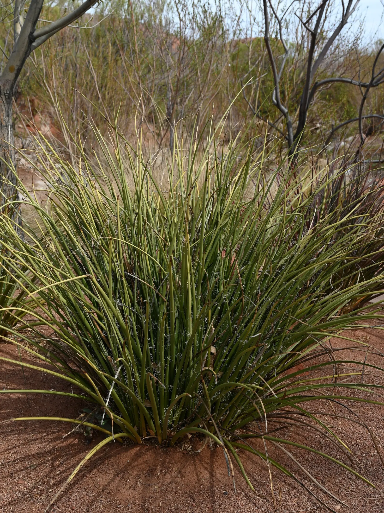 Red Yucca (Hesperaloe Parviflora) — Ideal for xeriscaping, it requires minimal maintenance and offers exceptional heat resistance