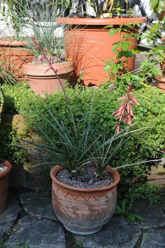 Red Yucca (Hesperaloe Parviflora) — With low water requirements and resistance to pests and disease; thrives in full sun and well-drained soils, with a
