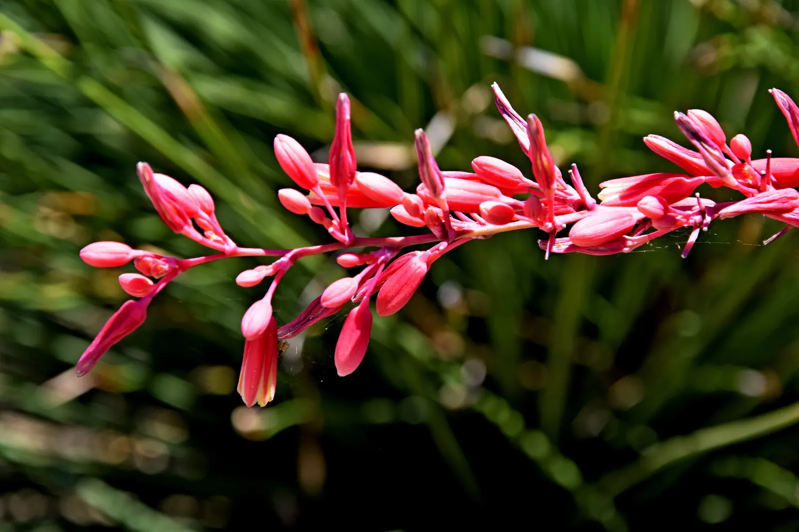 Red Yucca (Hesperaloe Parviflora) — Ideal for xeriscaping, it requires minimal maintenance and offers exceptional heat resistance; coral-red or pink flowers