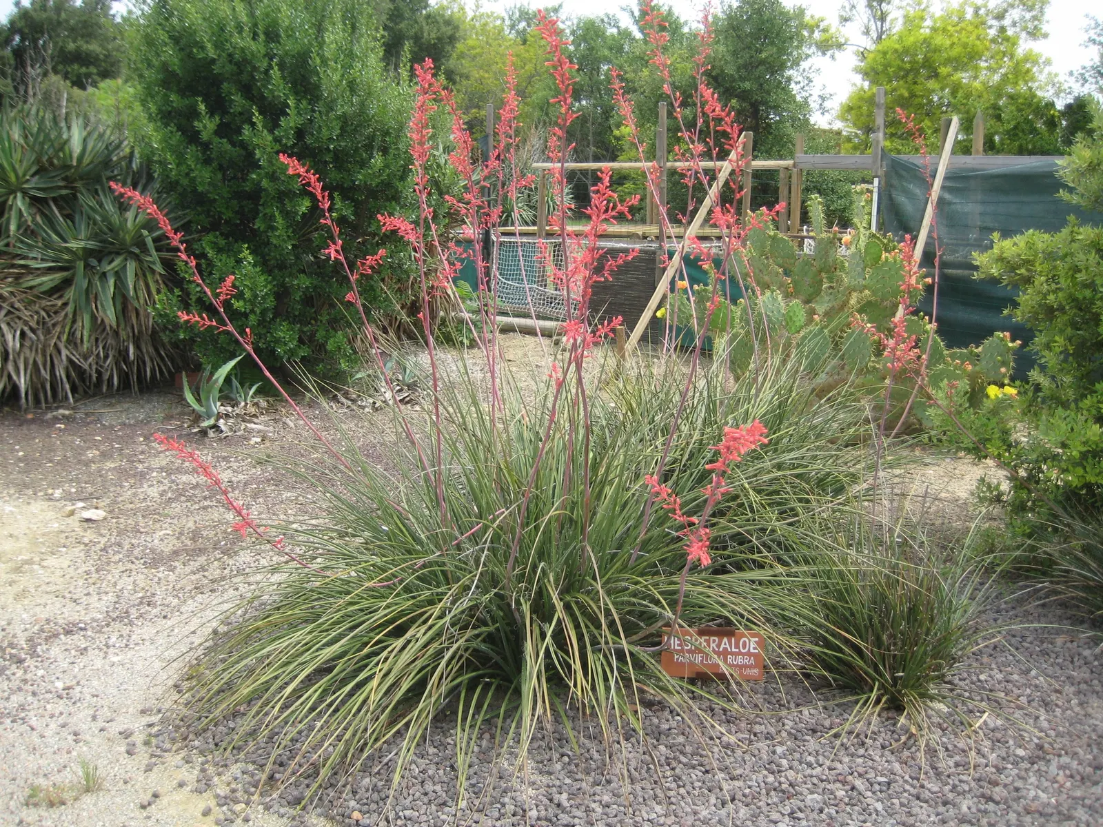 Red Yucca (Hesperaloe Parviflora) — The plant reaches a size of about 3 to 4 feet in height and width; it performs best in full sun to partial shade and