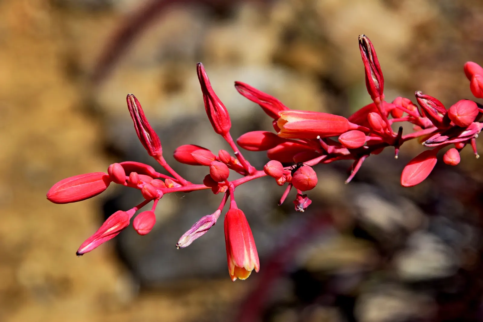 Red Yucca (Hesperaloe Parviflora) — The Red Yucca (Hesperaloe parviflora) is an evergreen perennial, adding year-round interest; hummingbird-attracting red to