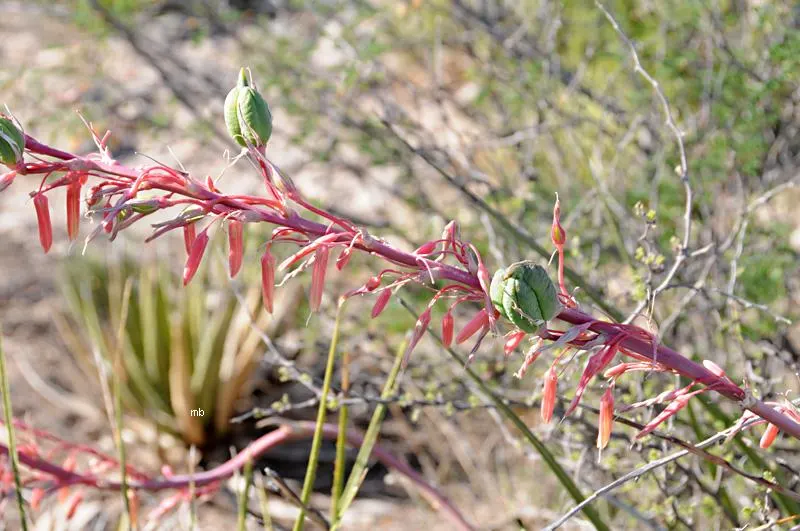 Red Yucca (Hesperaloe Parviflora) — coral-red or pink flowers; paired with other drought-tolerant plants