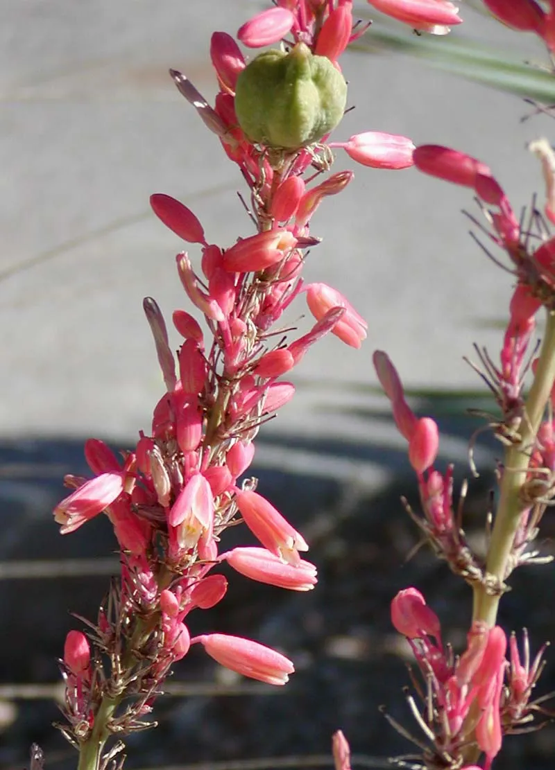 Red Yucca (Hesperaloe Parviflora) — This drought-tolerant plant features arching; narrow leaves emanating in a rosette form up to 4 feet in length