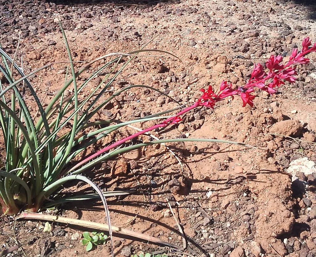 Red Yucca (Hesperaloe Parviflora) — Arching flower stalks rise above the foliage in summer, typically reaching heights between 4 to 6 feet