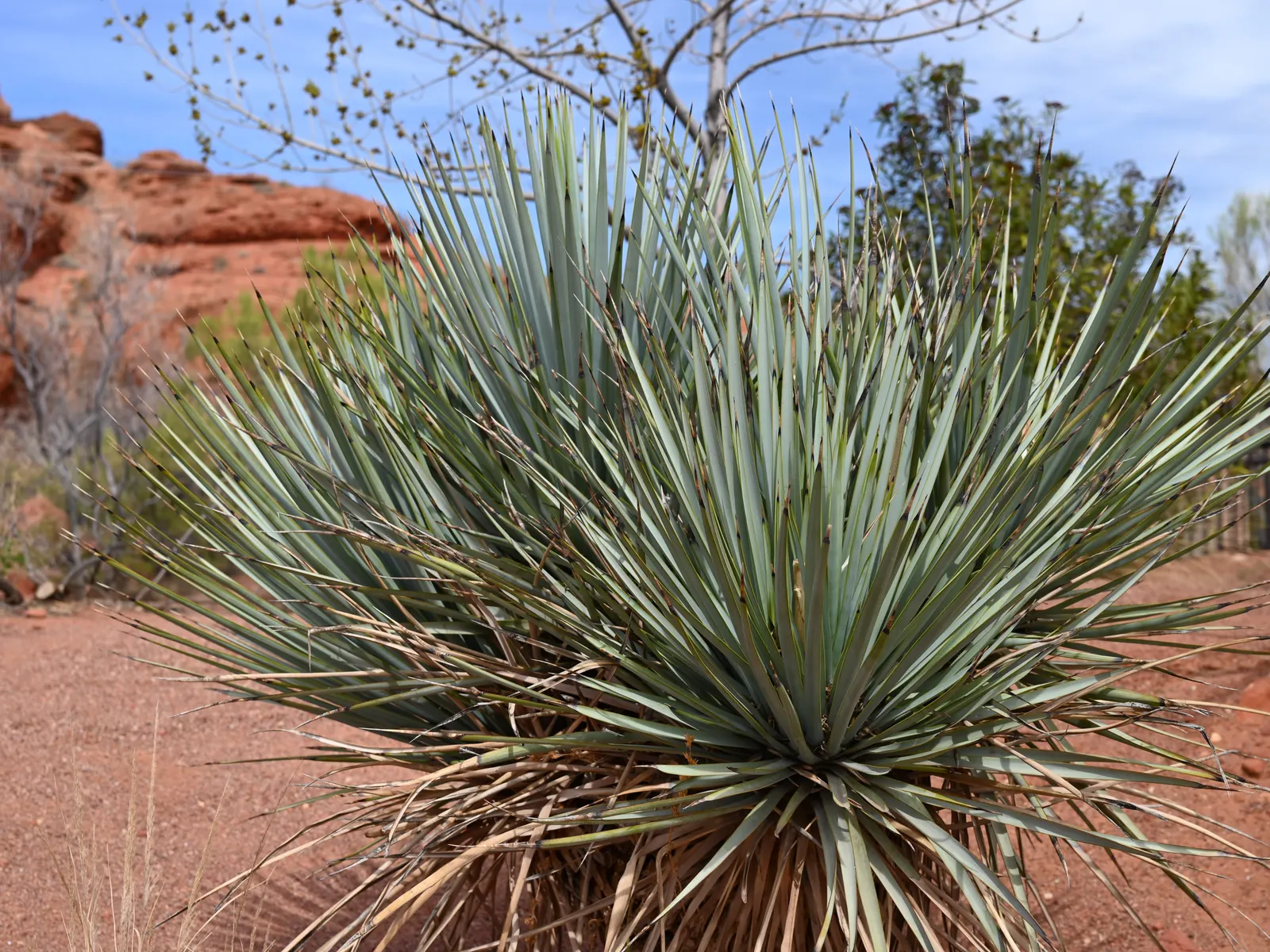 Red Yucca (Hesperaloe Parviflora) — narrow leaves emanating in a rosette form up to 4 feet in length; succulent with pink and red blooms