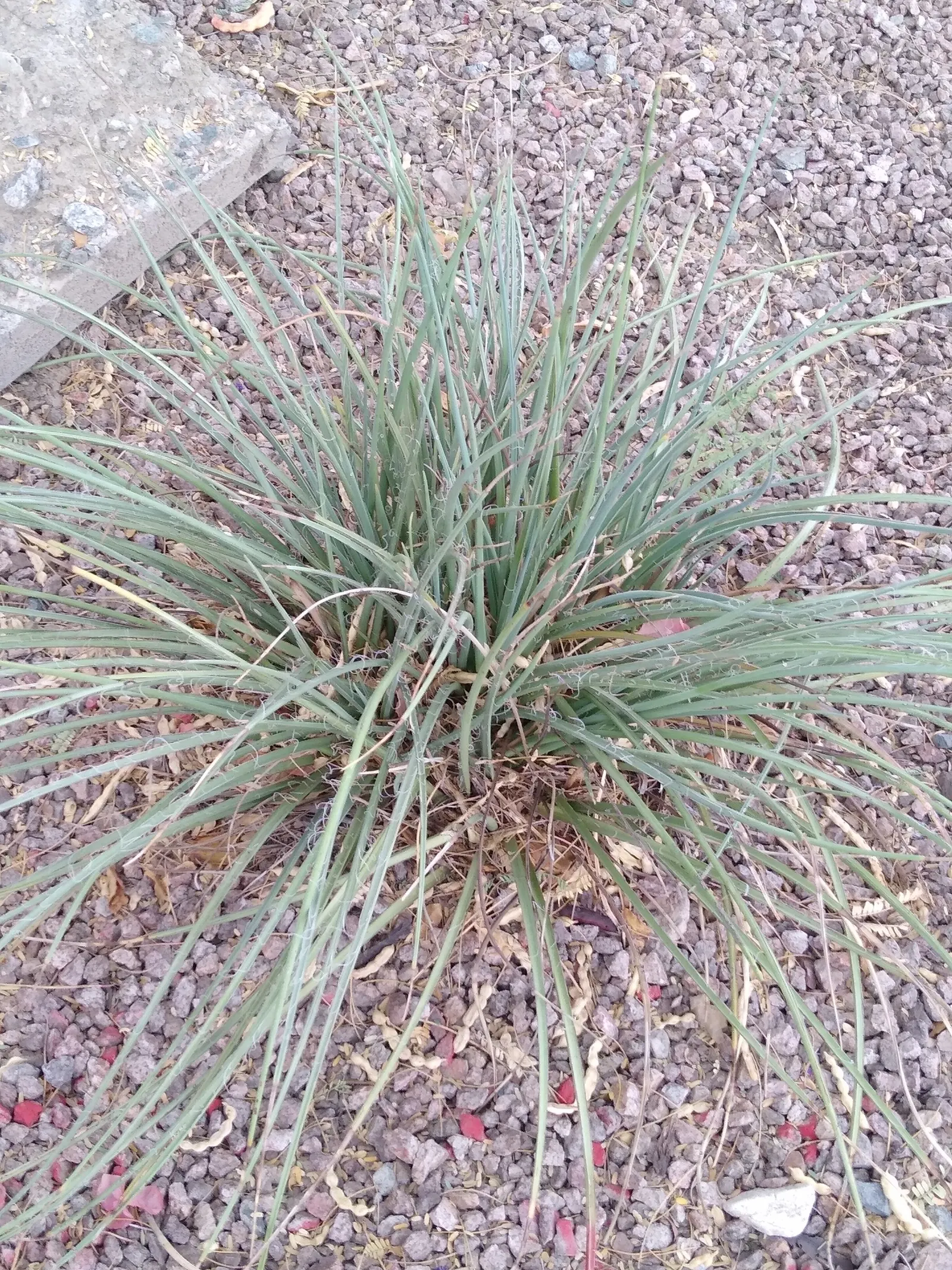 Red Yucca (Hesperaloe Parviflora) — Arching flower stalks rise above the foliage in summer, typically reaching heights between 4 to 6 feet; ideal for