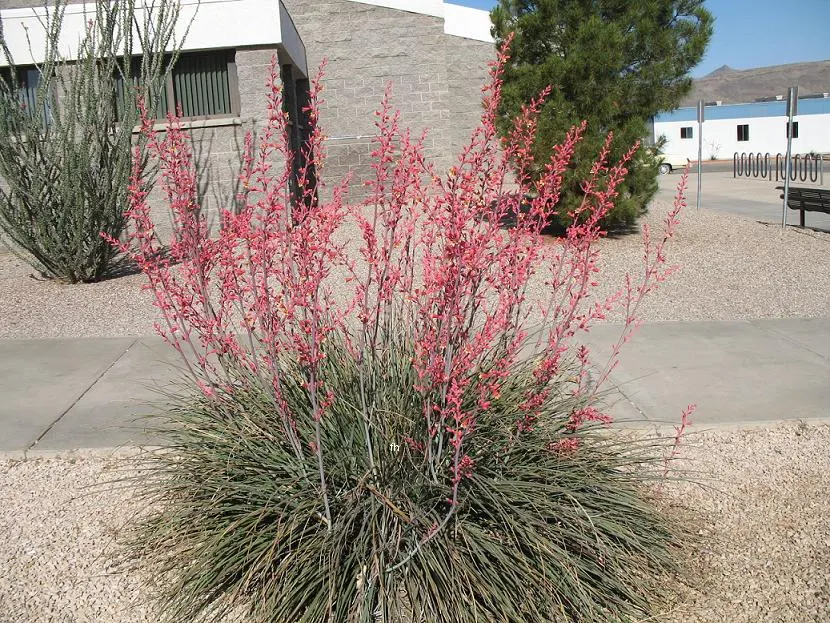 Red Yucca (Hesperaloe Parviflora) — pink and red flowers in the garden