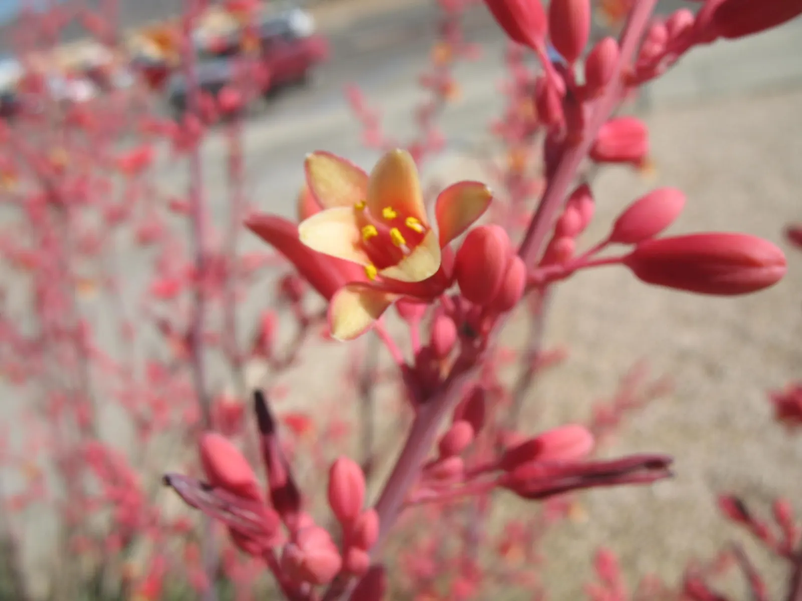 Red Yucca (Hesperaloe Parviflora) — water-wise garden landscape sure to captivate and enchant; the Red Yucca (Hesperaloe parviflora) is an evergreen perennial