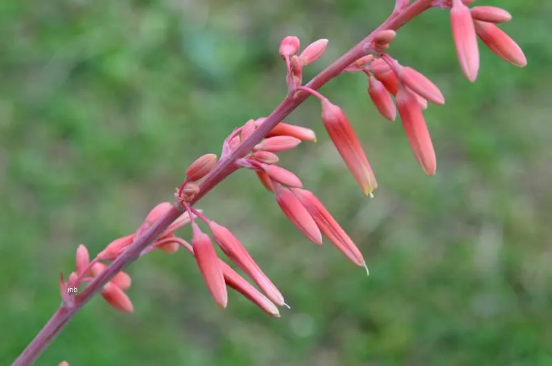 Red Yucca (Hesperaloe Parviflora) — Paired with other drought-tolerant plants; arching flower stalks rise above the foliage in summer, typically reaching