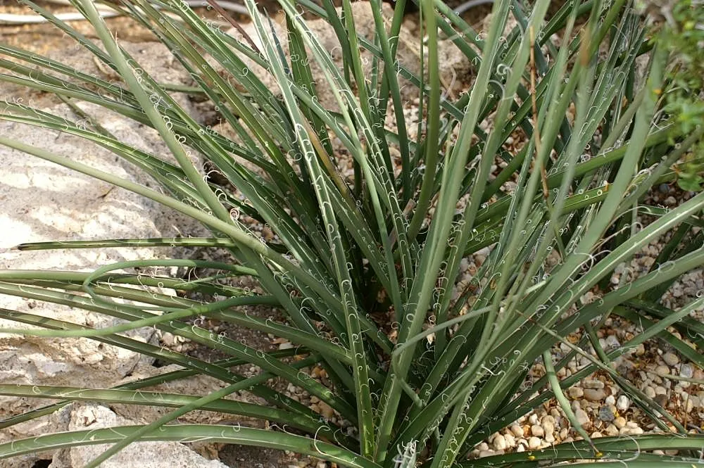 Red Yucca (Hesperaloe Parviflora) — coral-red or pink flowers