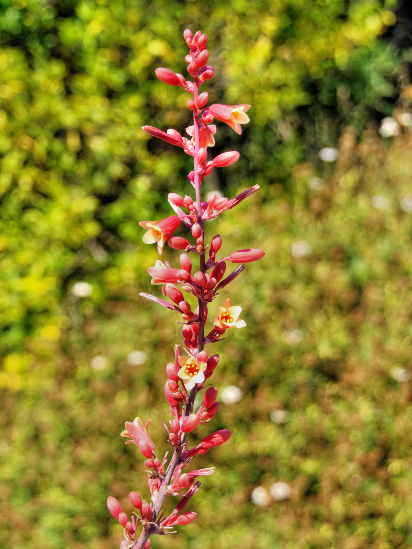 Red Yucca (Hesperaloe Parviflora) — narrow leaves spanning up to 4 feet and flowering stalks that can reach 5 feet tall; this plant is hardy in, image 53