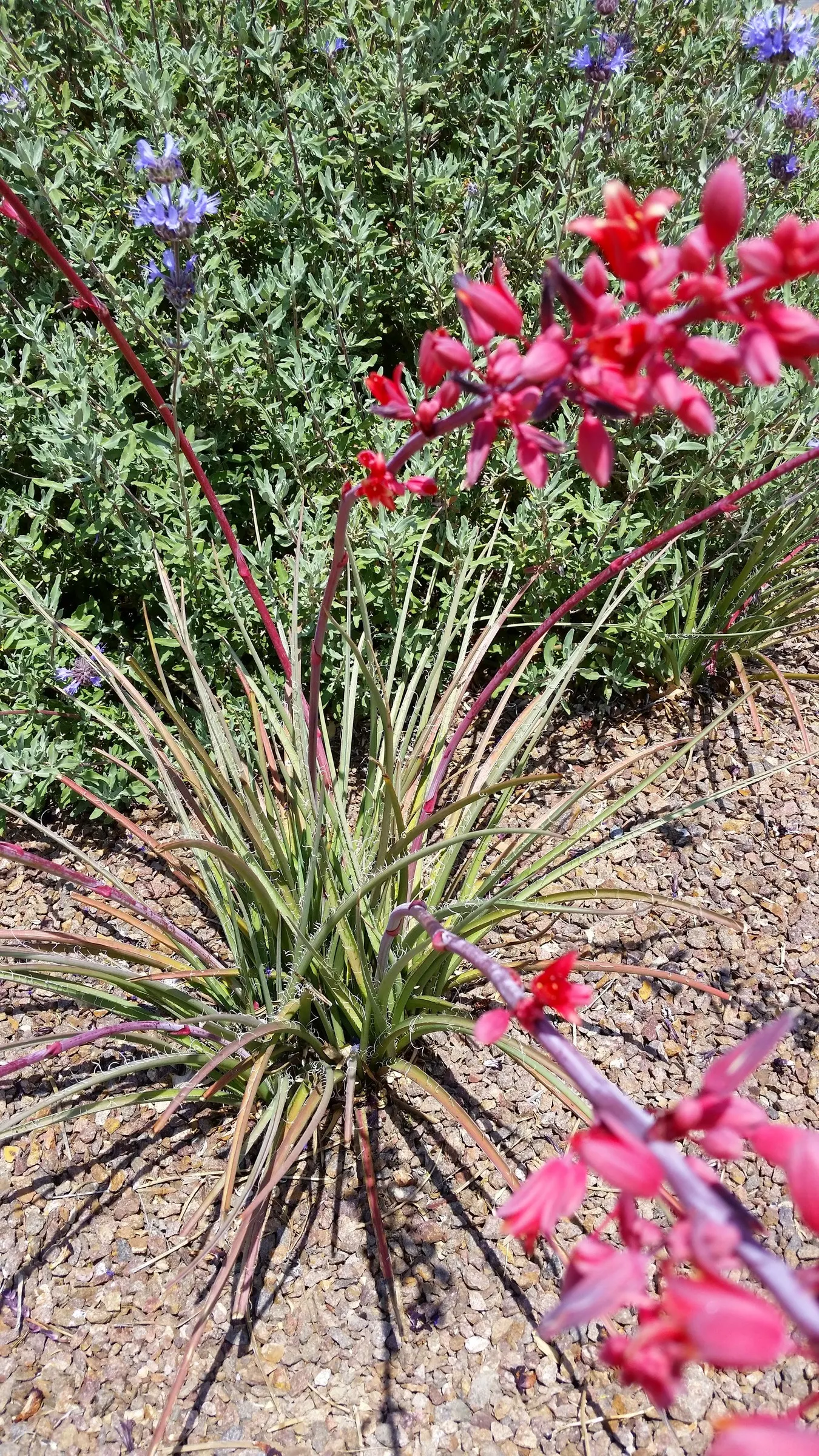 Red Yucca (Hesperaloe Parviflora) — Paired with other drought-tolerant plants