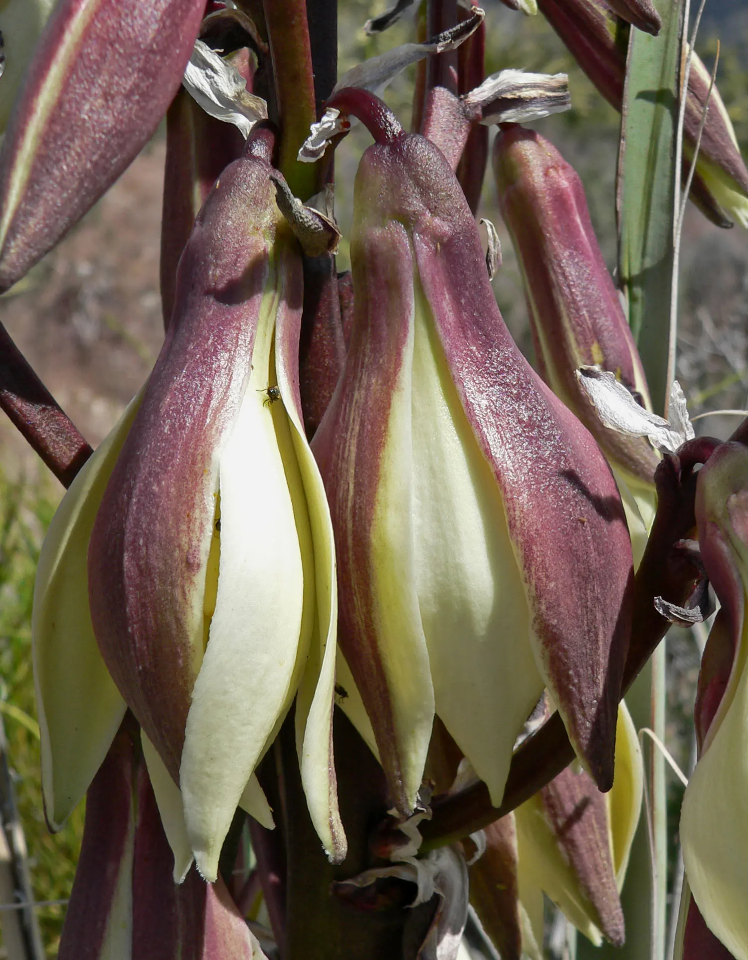 Red Yucca (Hesperaloe Parviflora) — It performs best in full sun to partial shade and thrives in well-draining soil