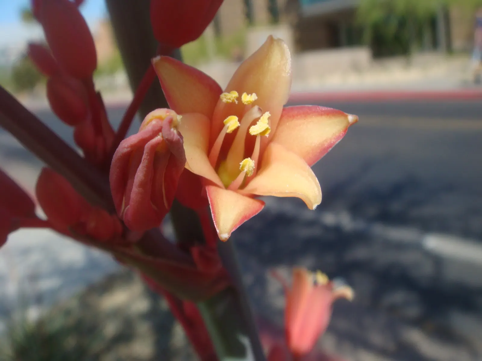 Red Yucca (Hesperaloe Parviflora) — I recommend the Red Yucca for xeriscaping; it thrives with minimal maintenance; the plant reaches a size of about 3 to 4