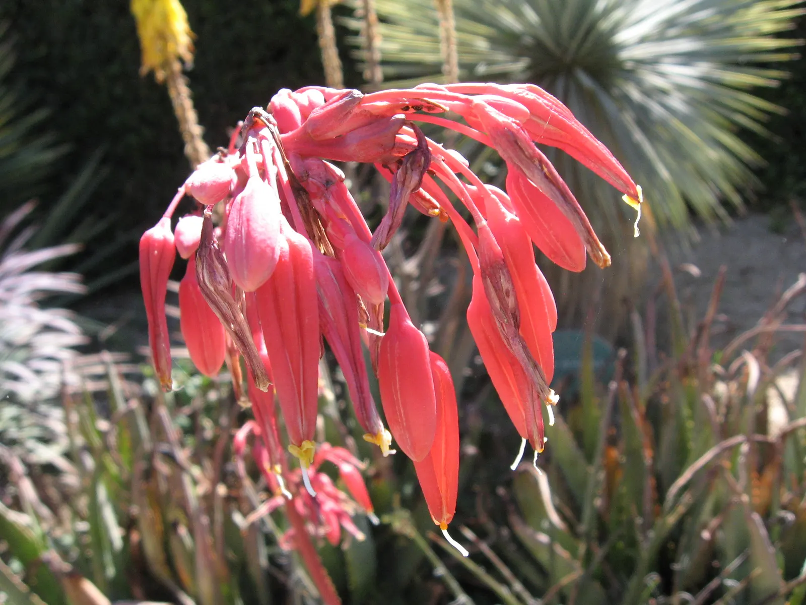 Red Yucca (Hesperaloe Parviflora) — pink and red flowers in the garden; this hardy plant is not a true yucca despite its common name.<br><br>As a landscape
