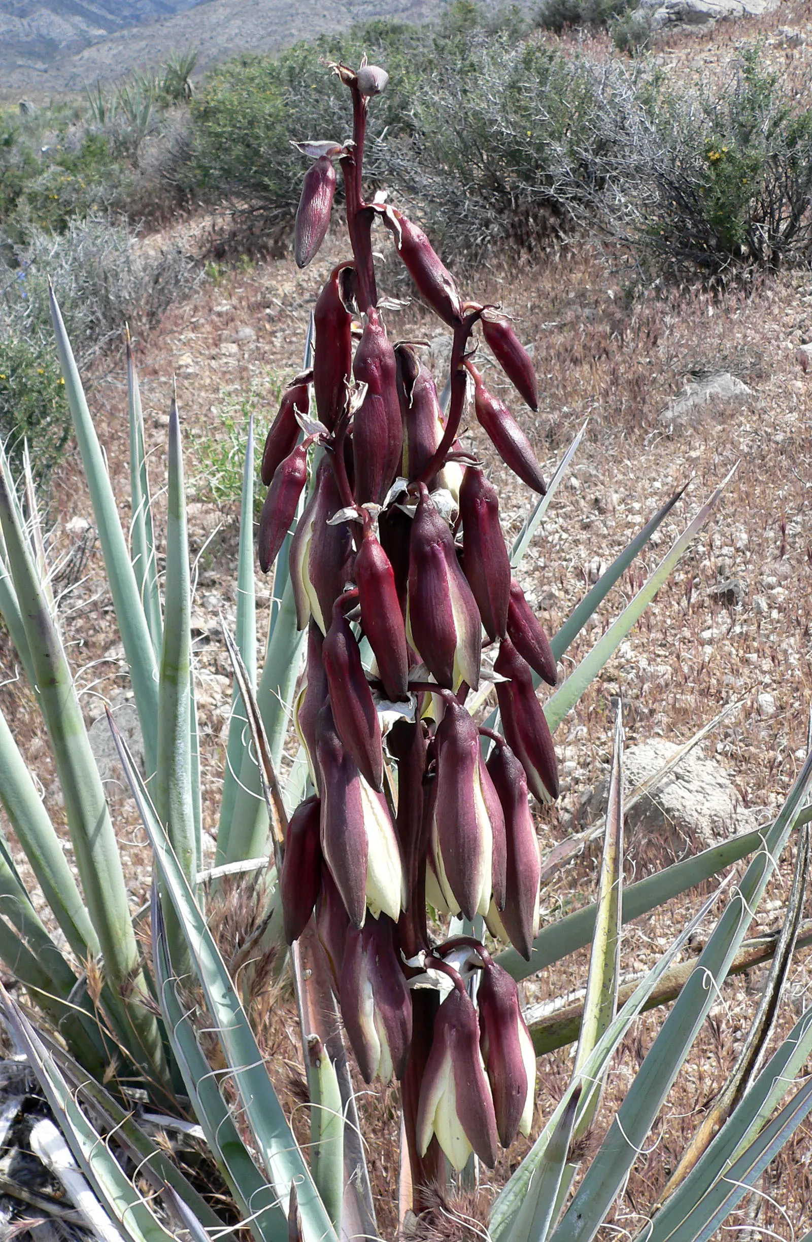 Red Yucca (Hesperaloe Parviflora) — These stalks are adorned with tubular