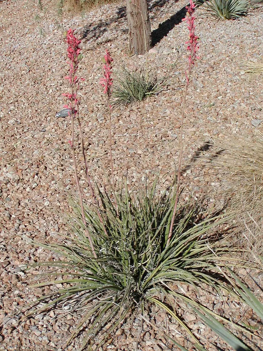 Red Yucca (Hesperaloe Parviflora) — This plant is hardy in USDA Zones 5 through 11, tolerating temperatures down to 0&deg;F; pink and red flowers in the garden