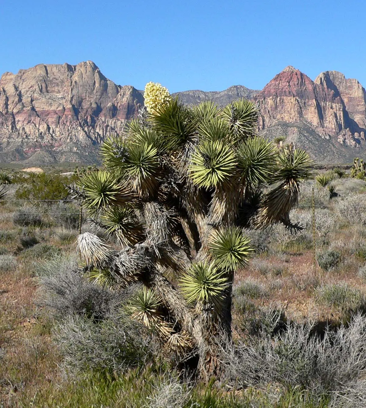 Red Yucca (Hesperaloe Parviflora) — this hardy plant is not a true yucca despite its common name.<br><br>As a landscape architect assistant; narrow leaves