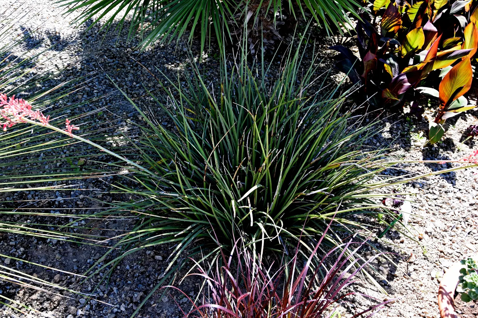 Red Yucca (Hesperaloe Parviflora) — succulent with pink and red blooms
